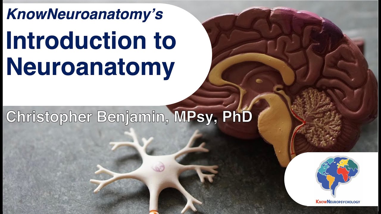 Introduction to Neuroanatomy
