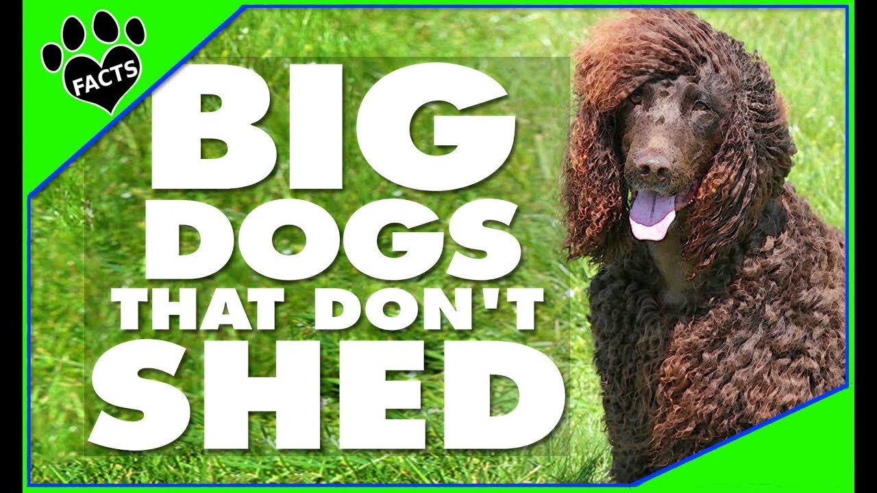 Top 10 Big Dogs That Don't Shed - Dogs 101