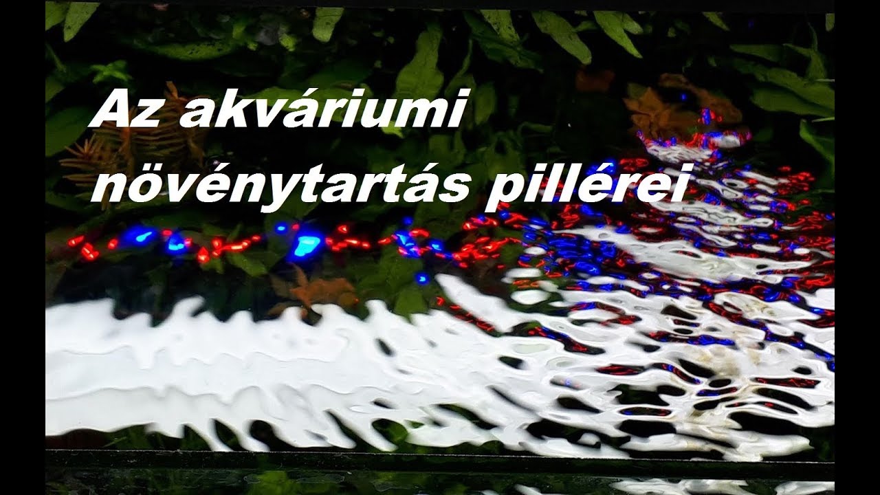 Az akváriumi növénytartás pillérei (kezdőknek)