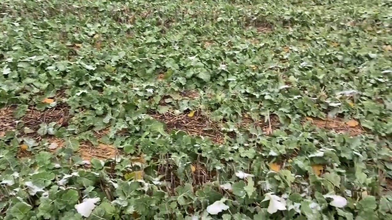 Kar ve Soğuk! Kanolada Durum Nasıl?