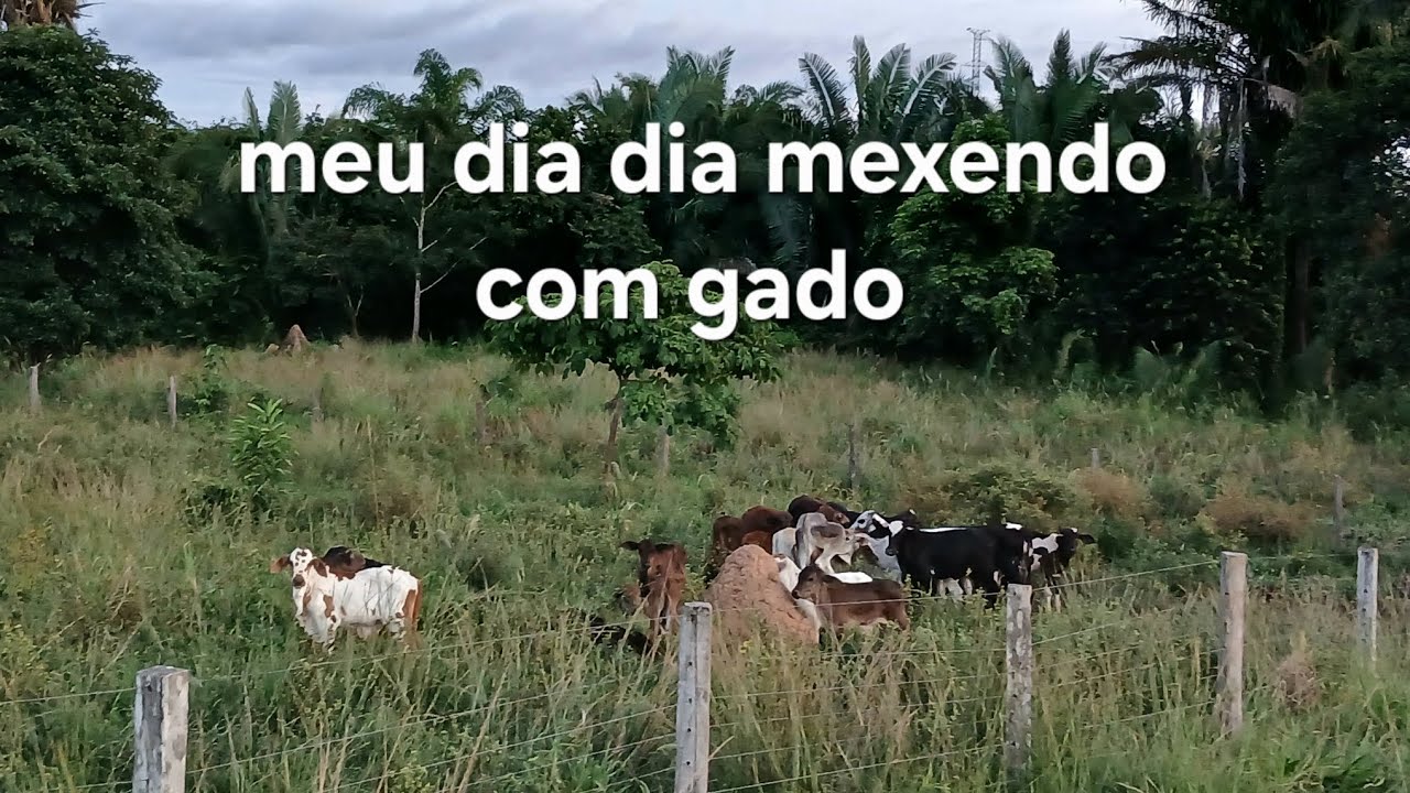 Dia dia na roça mexendo com gado e o dia muito chuvoso 
