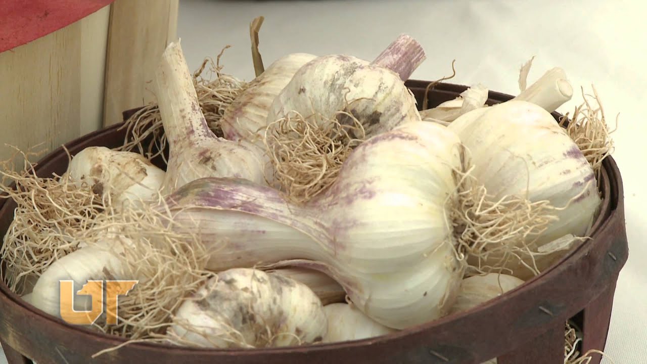 UT Farmers Market