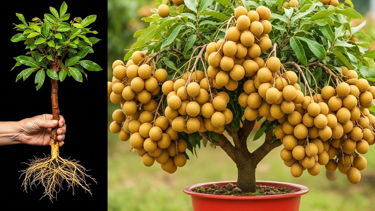 How To Propagate Longan Trees with Aloe Vera To Bear fruit quickly