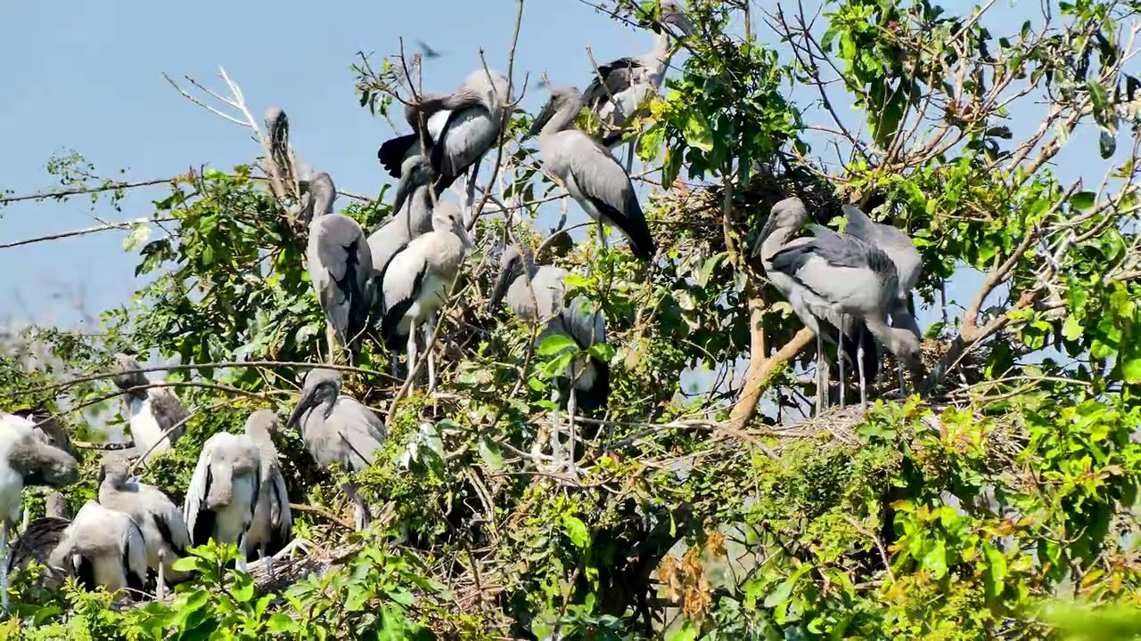 Nature Sound Flight Above Earth The Hidden World of Birds Revealed Ep70