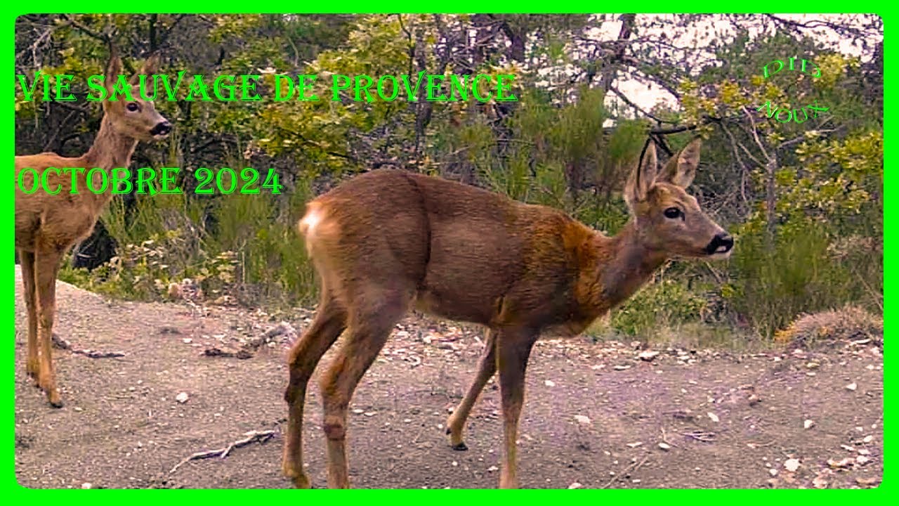 Faune sauvage en Provence Octobre  2024
