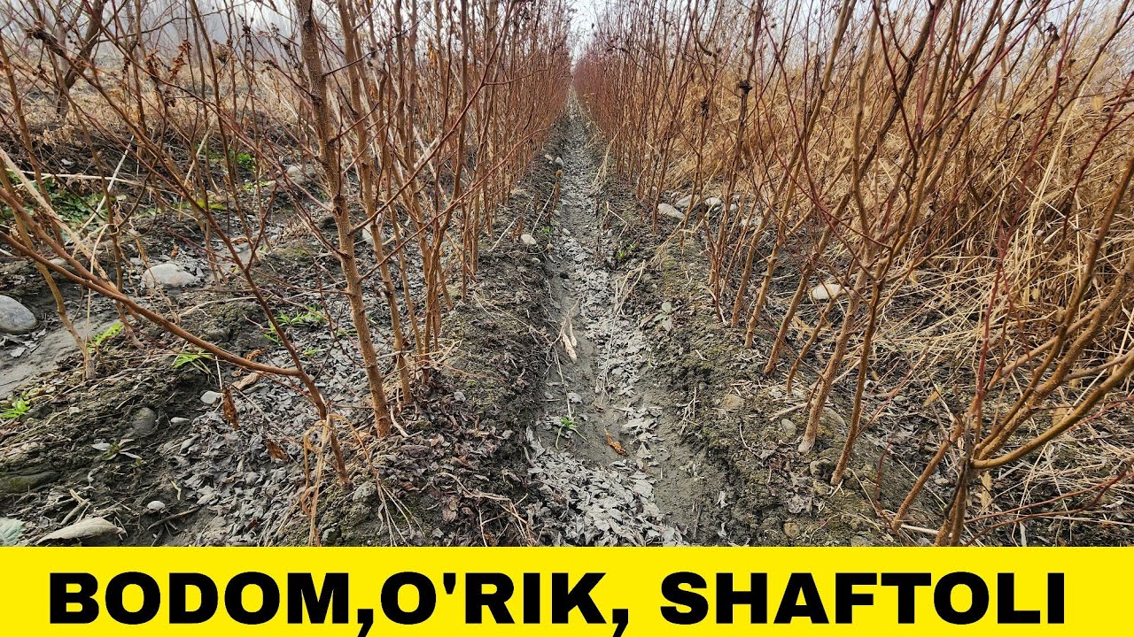 +99897-627-18-27. BODOM, O'RIK, SHAFTOLI KO'CHATLARI SOTILADI. 