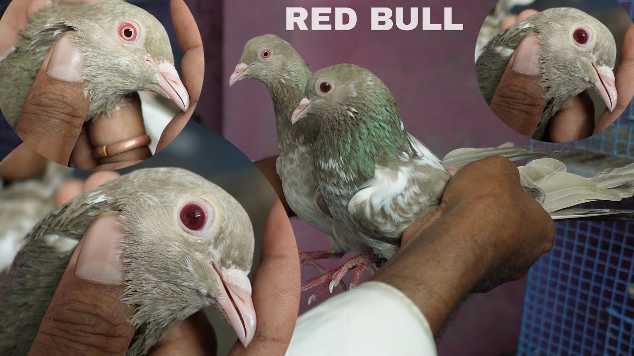 Rarest Red Bull Pigeons #redbullpigeon #redeyepigeons #redbullkobutor #redbull