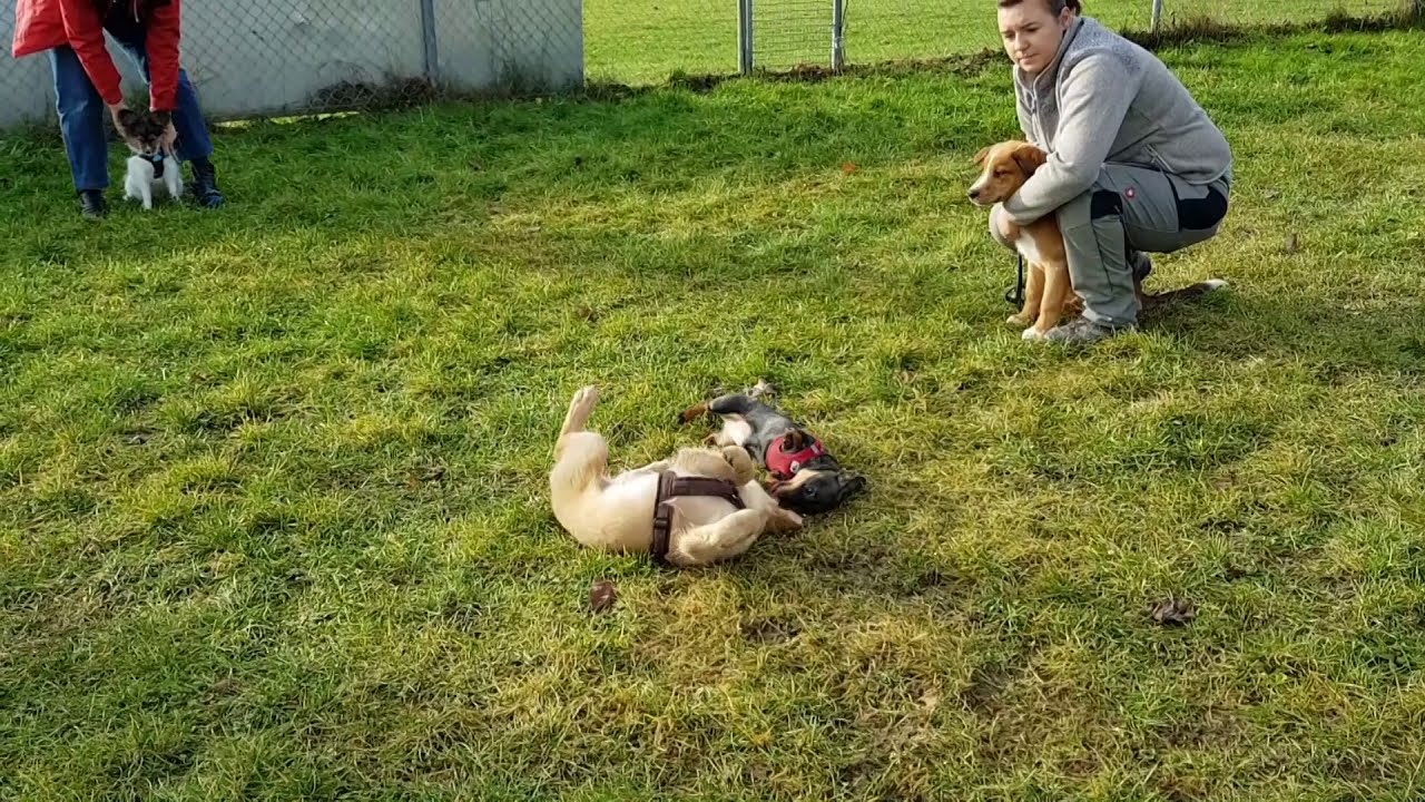 Professionelle Welpenerziehung