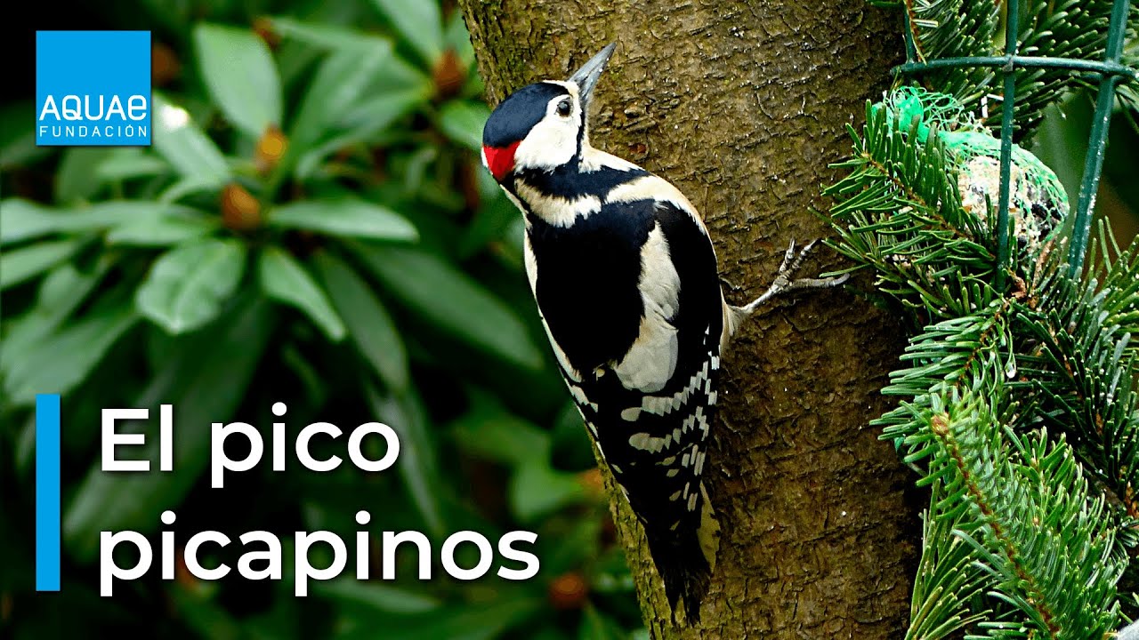 El PICO PICAPINOS, un ARQUITECTO con ALAS