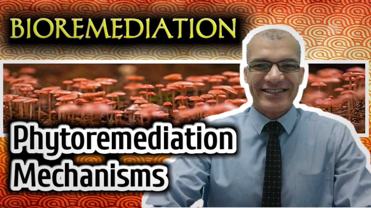 Phytoremediation Mechanisms