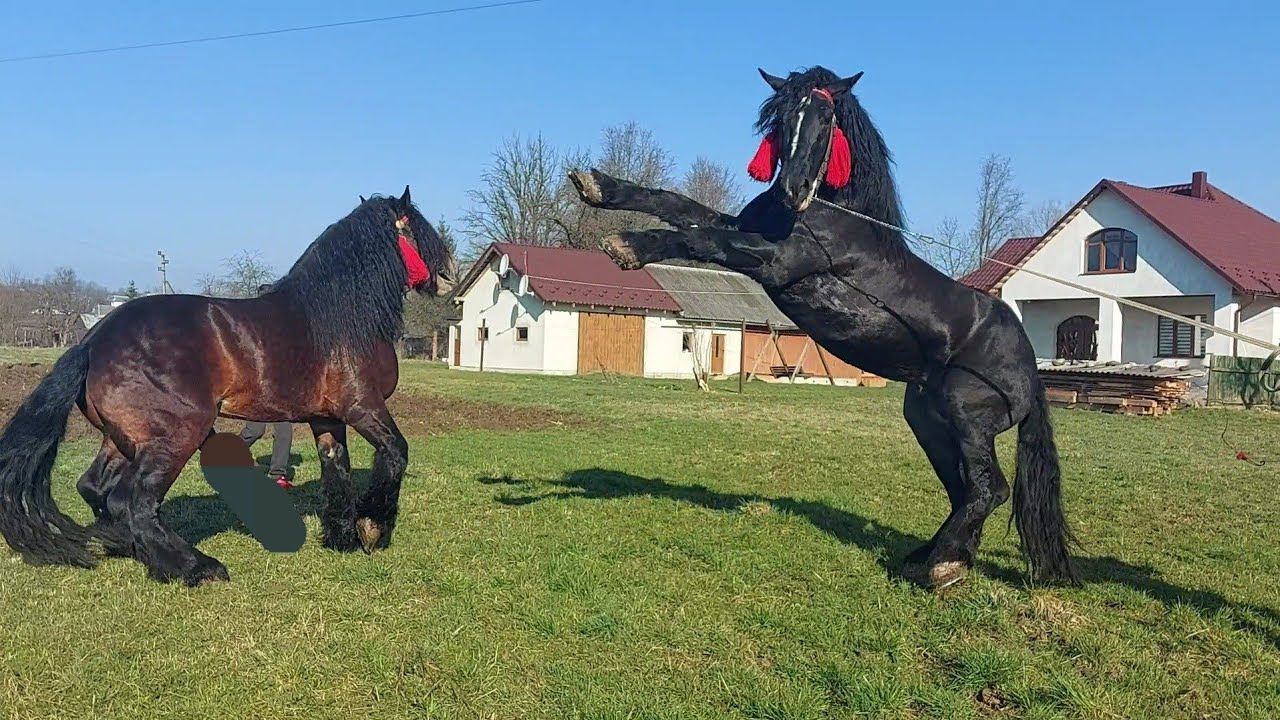 🎯📢🥁ЖЕРЕБЦІ НА ПАРОВКУ💪 ФАРАОН ТА ДОБРИНЯ💪🔥☄️