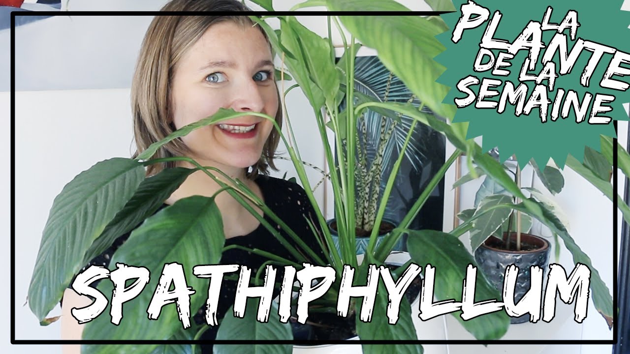 🌿 Le Spathiphyllum (fleur de lune🌿🌜) : mes conseils d'entretien #laplantedelasemaine​​​