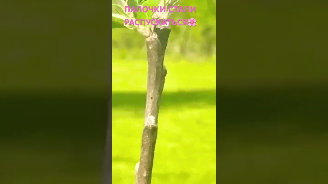 ПАЛОЧКИ СТАЛИ РАСПУСКАТЬСЯ🌸 #beautiful #life #apple #funny #nature #appletree #bloom