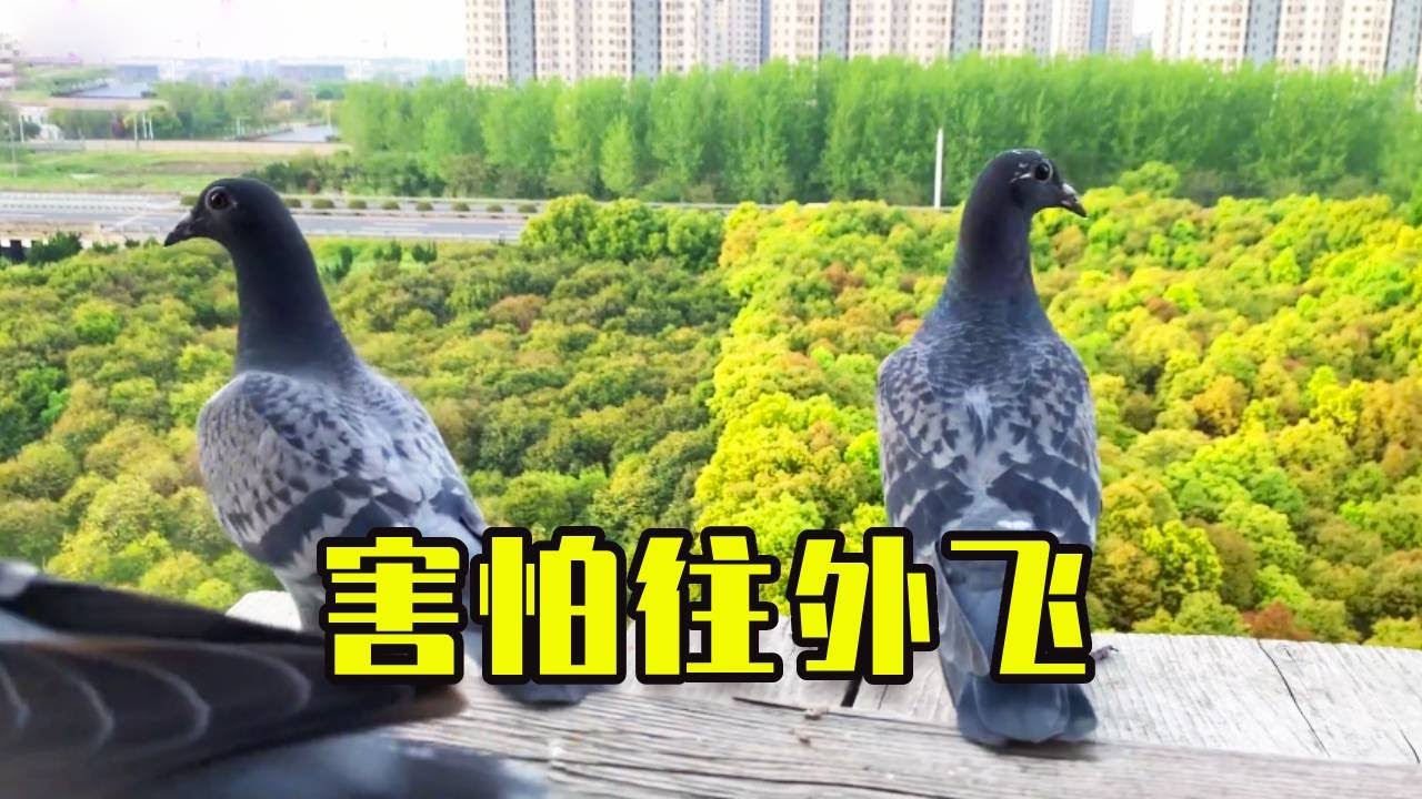 朋友們建議擴大降落台，我其實很擔心 