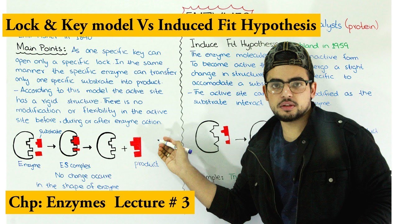 Lock and key hypothesis Vs Induced fit hypothesis | How Enzyme works |