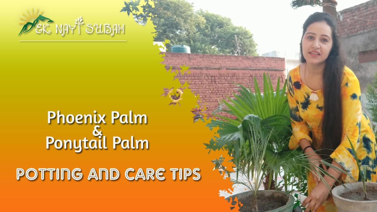 Phoenix Palm & Ponytail Palm Potting and Care Tips | How to repot palms | Palm Care Tips