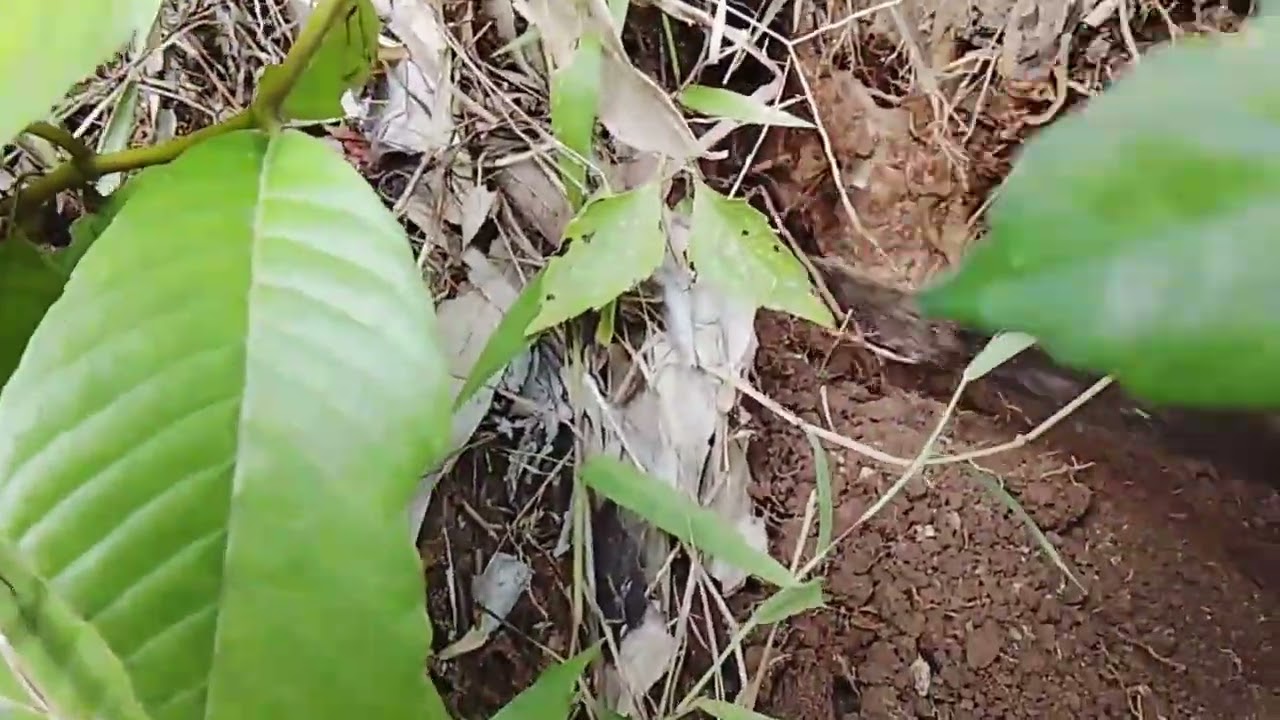 Berburu serut di lereng dapet yang fosil istimewa | bonsai serut