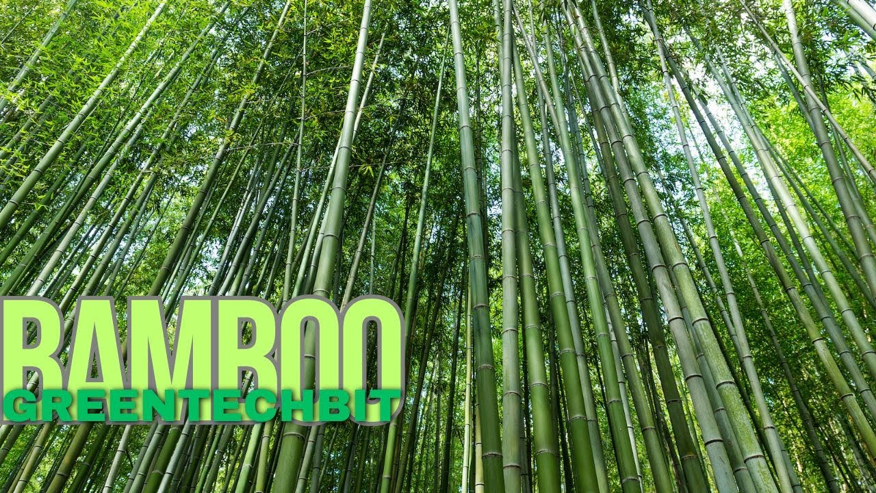 Bamboo Flooring Manufacturing Process – Eco-Friendly Floors from Grass to Planks