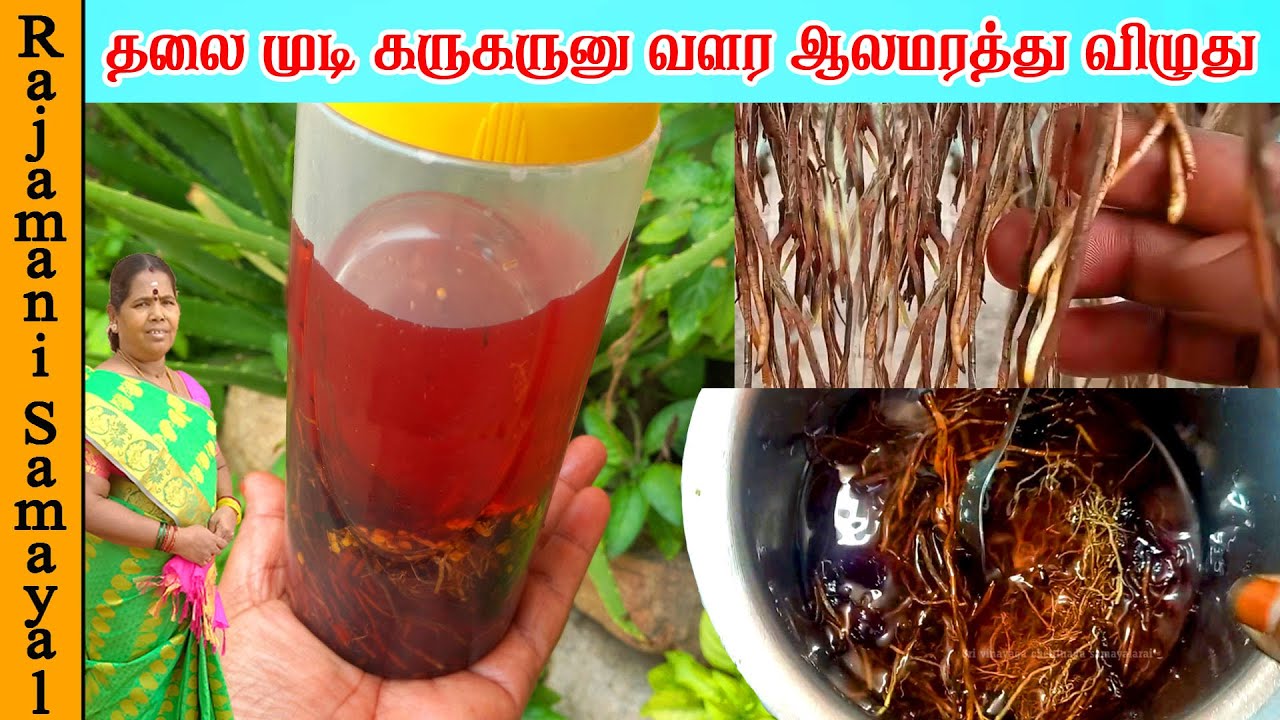 நரை முடியை கருமையாக்கி  அடர்த்தியான முடி வளர ஆலமரத்து விழுது Oil | Banyan tree oil Hair growth tips