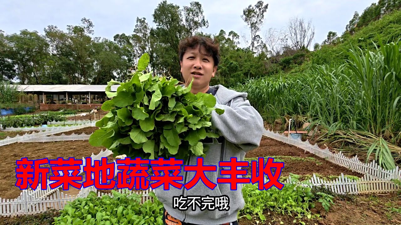新菜地蔬菜大丰收，第一次来采摘，长得也太好了吧【我是杰少】