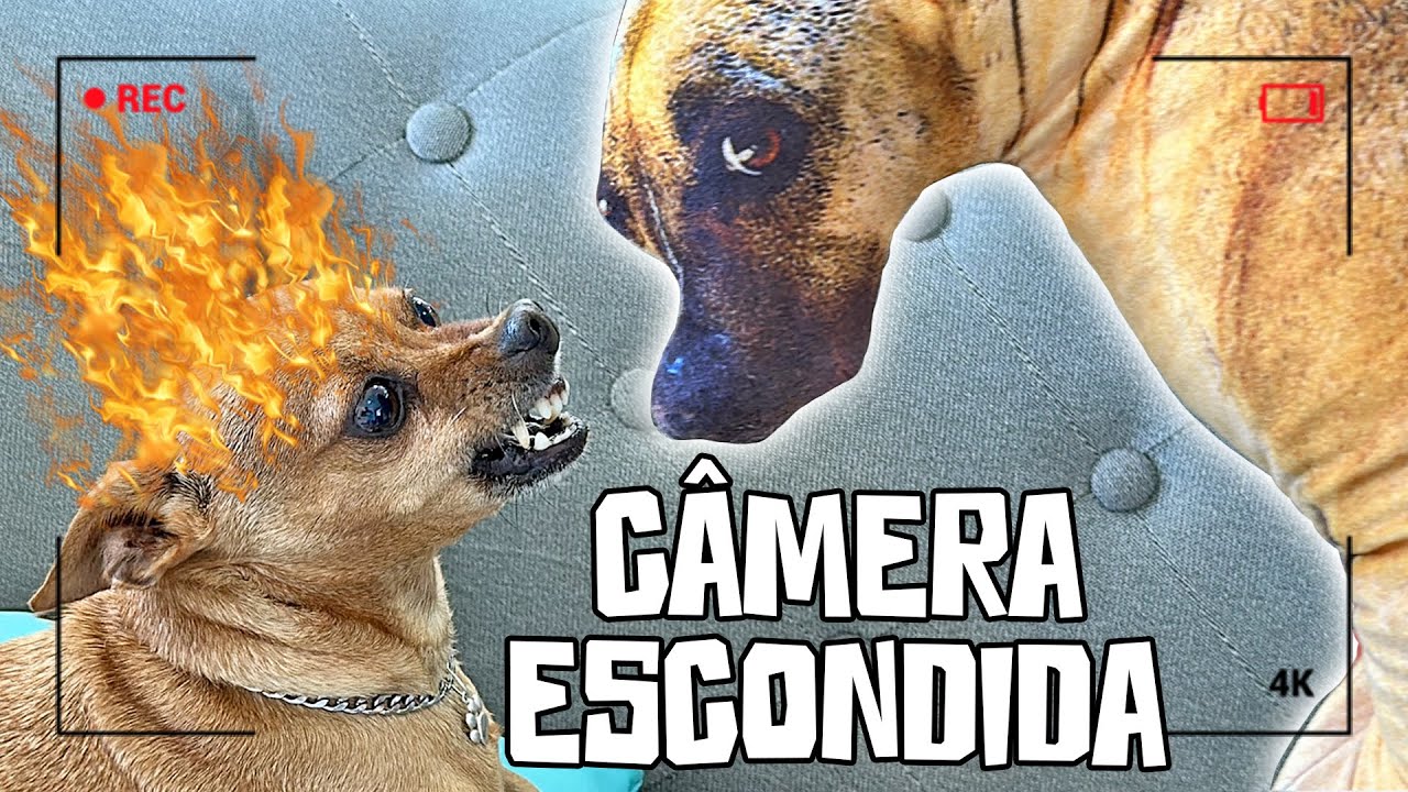 DEIXEI UMA C&Acirc;MERA GRAVANDO A REA&Ccedil;&Atilde;O DOS MEUS CACHORROS COM O C&Atilde;O REALISTA DE PEL&Uacute;CIA!