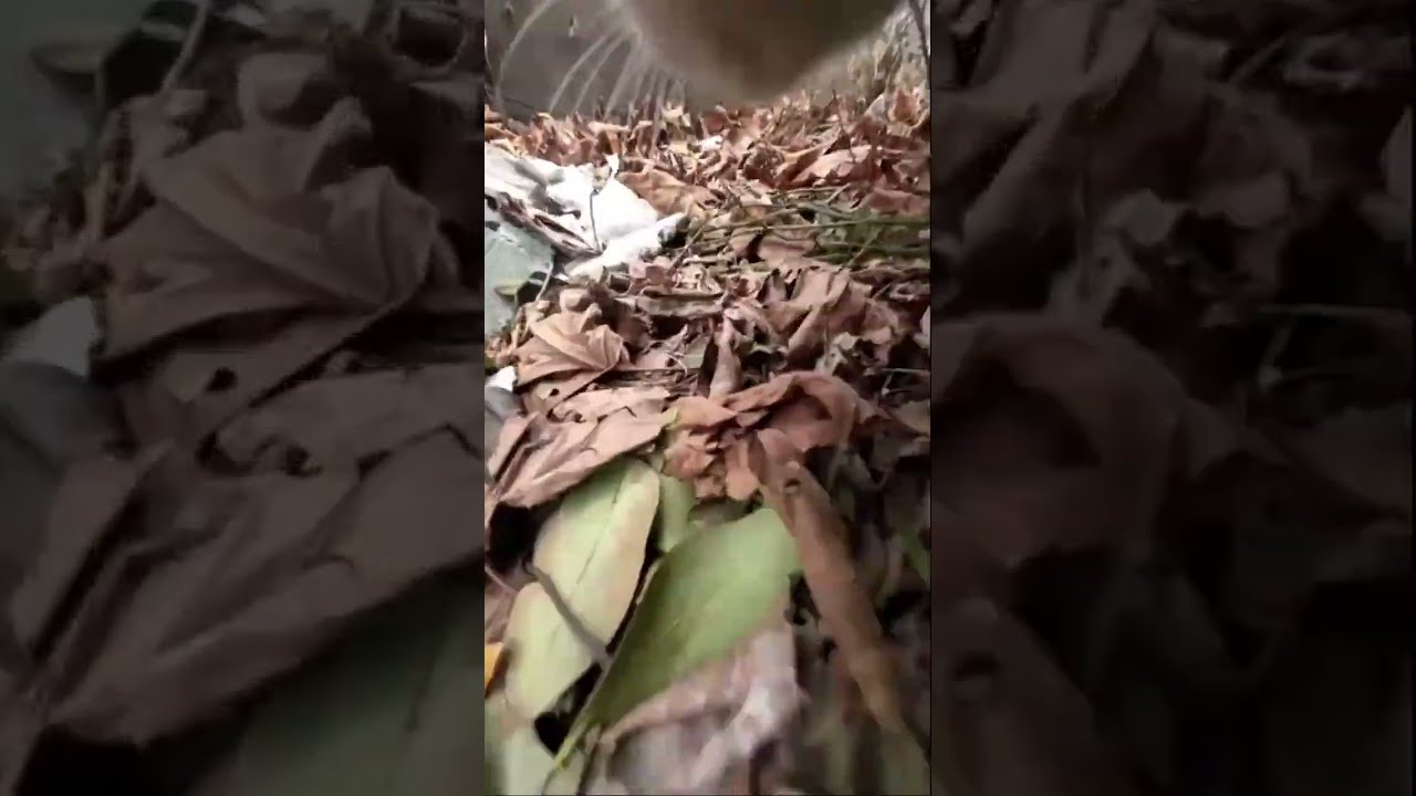 LIVE: The Secret Life of My Cat (POV Camera) 🐱