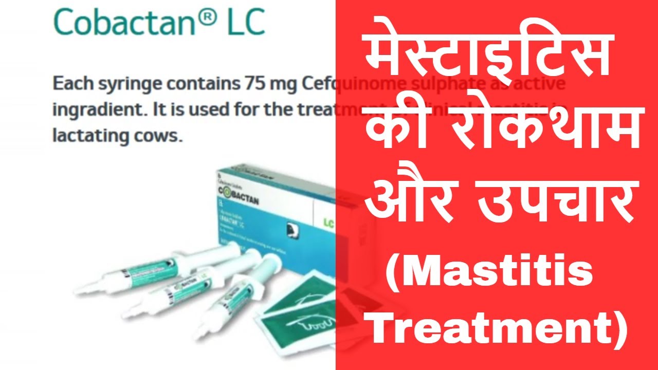 मेस्टाइटिस (Mastitis) का उपचार और रोकथाम। Mastitis Treatment with Cobactan by MSD Company |