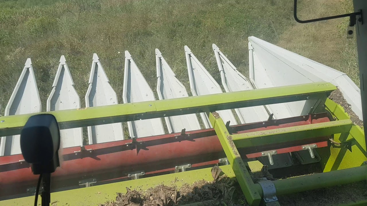 Campania de vara 2019 Claas avero 160 Recoltat Floarea soarelui 1