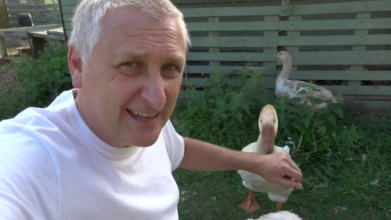 Smallholding UK - Basic poultry keeping. Chicken, Ducks, Turkey and Geese.