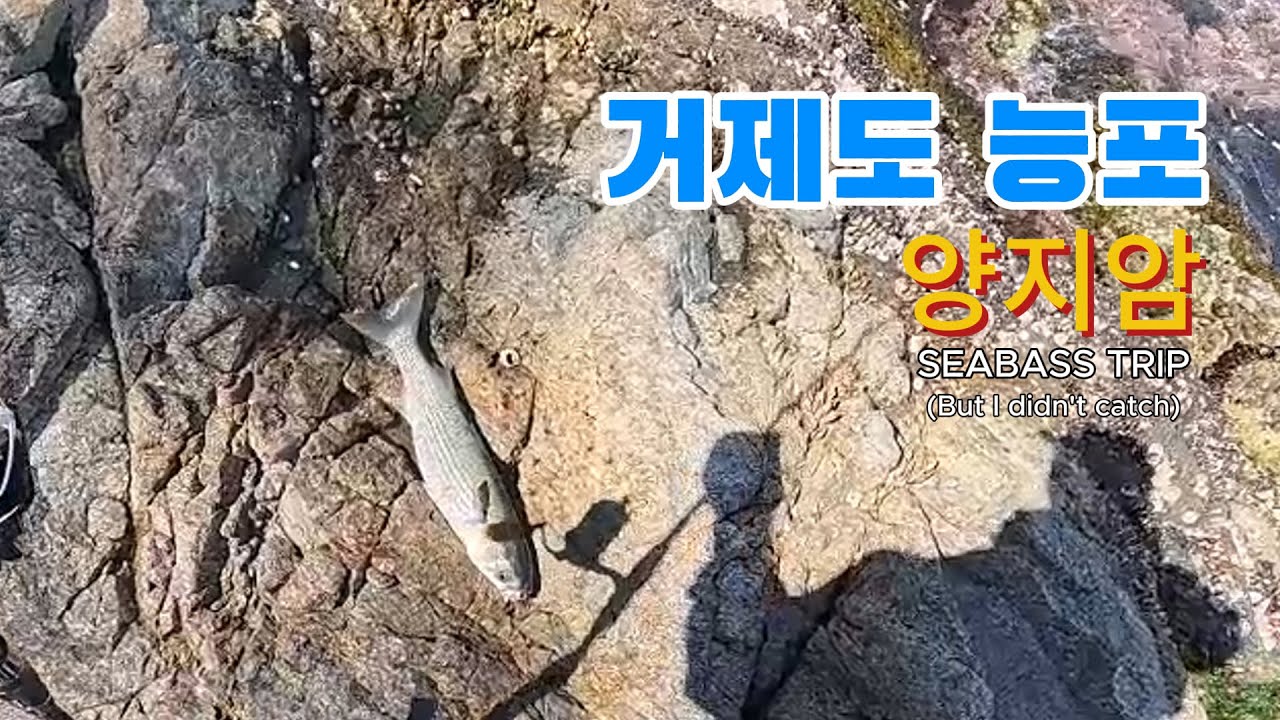 2025.04.07 거제도 능포 양지암 도보 농어..(No seabass)