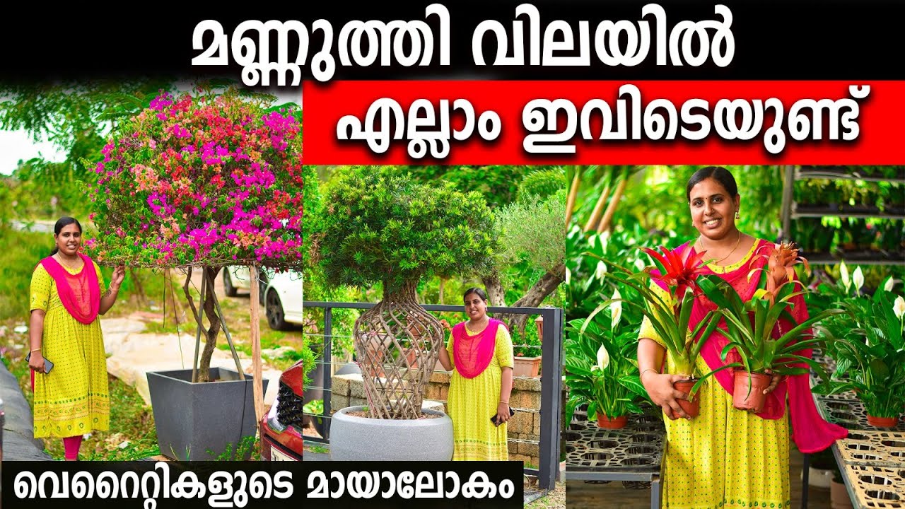 മണ്ണുത്തി വിലയിൽ എല്ലാം ഇവിടെയുണ്ട് |IMPORTED PLANTS വീട്ടില്‍ വന്നു SET ചെയ്തു തരും| KENZINE GARDEN