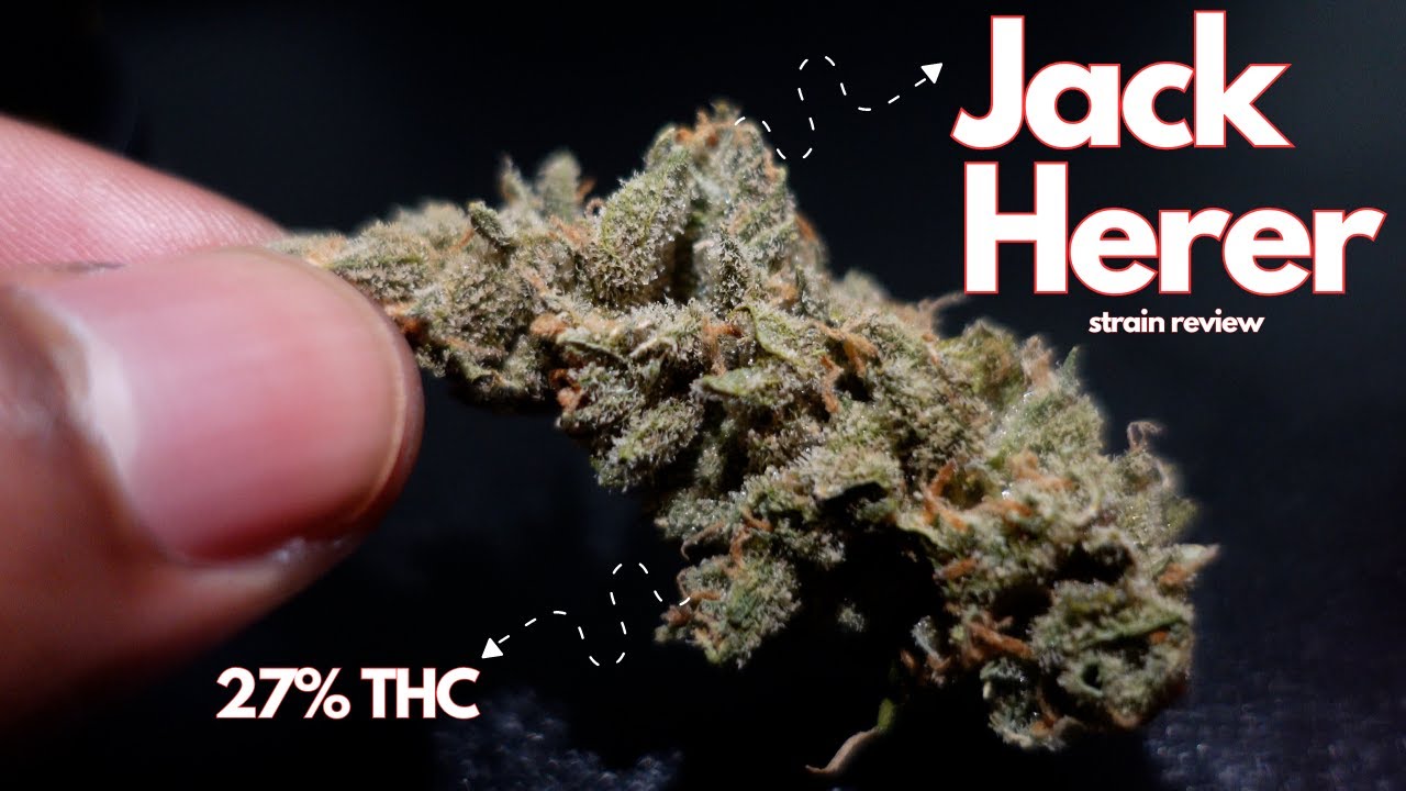 Smoking Jack Herer For the first time