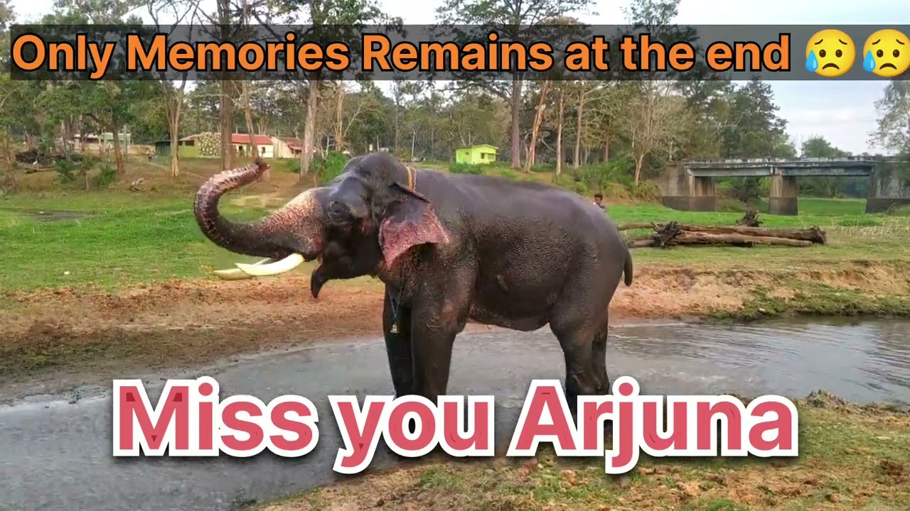 Arjuna Elephant | Dasara elephant Arjuna No more 😢😢| memories of Arjuna | Balle elephant camp kabini