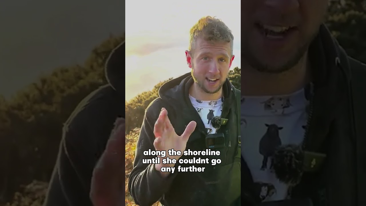 Stranded on rocky beach for two years, Britain&rsquo;s &lsquo;loneliest sheep&rsquo; rescued Part 1#shorts