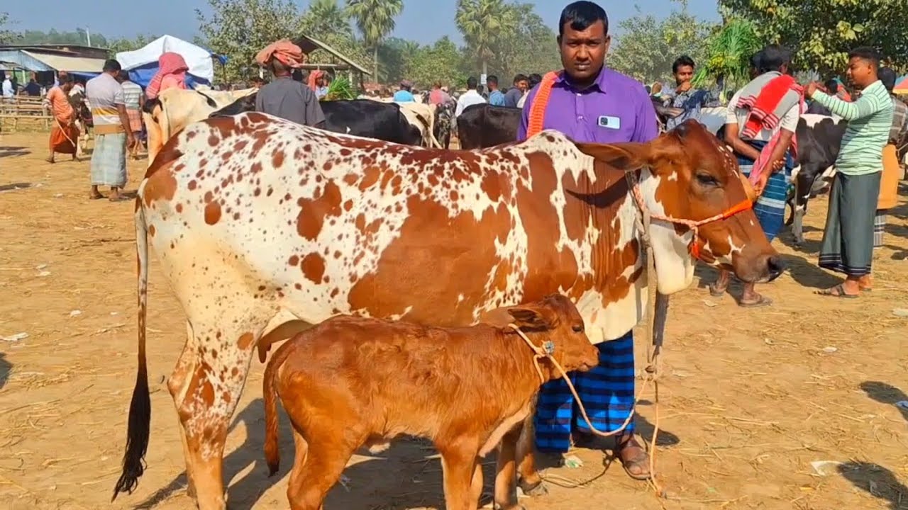 @আজ 18 December, 2025|বাছুর সহ গাভী গরুর দাম | gavi goru dam | | রানীগঞ্জ হাট |দিনাজপুর