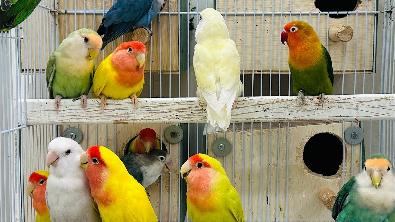 Endless Lovebird Chirping | Happy Birds Singing Together