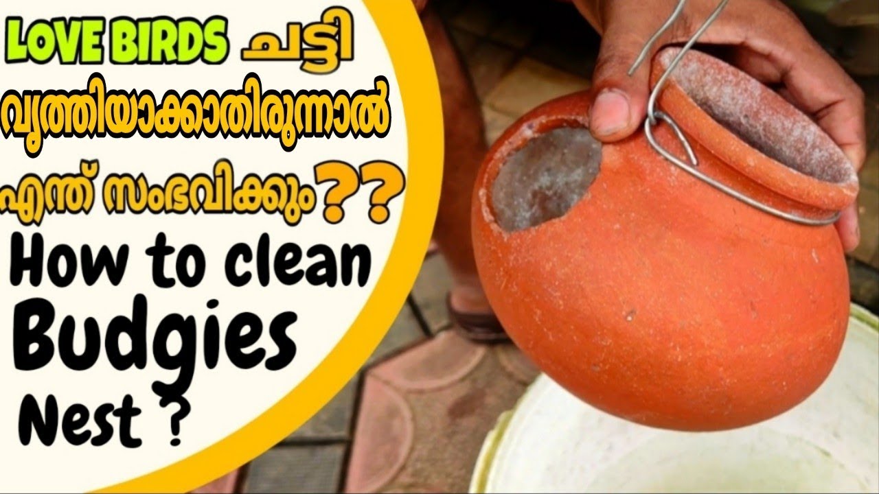 ചട്ടിയിൽ കുഞ്ഞുങ്ങളുള്ളപ്പോൾ ചട്ടി ക്ലീൻ ചെയ്യേണ്ട വിധം|| How to clean the pot