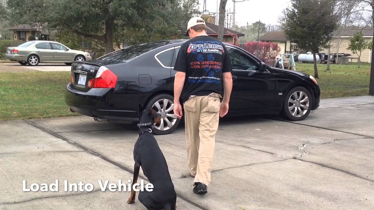 Doberman 