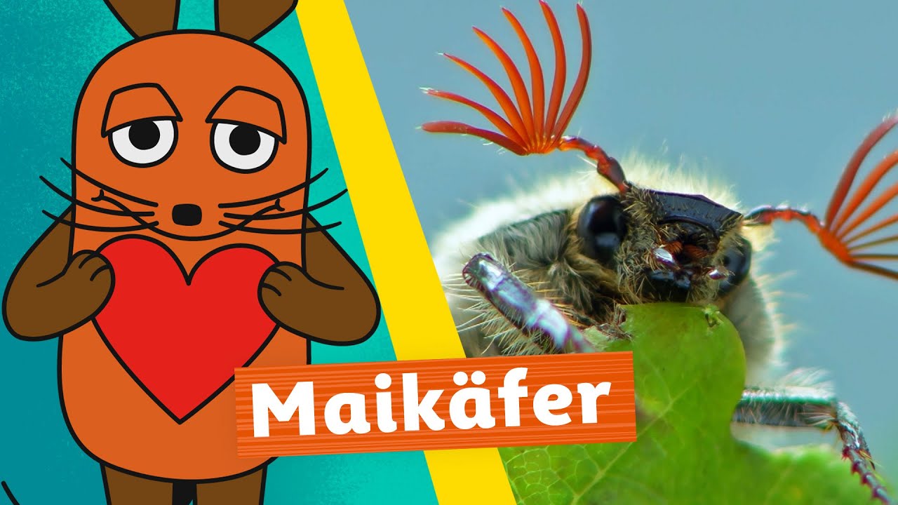 Wie k&ouml;nnen Maik&auml;fer riechen? | Die Maus | WDR