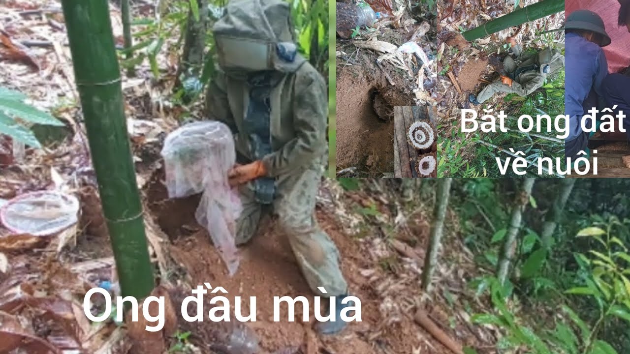 Bắt ong đất đầu mùa  về nuôi