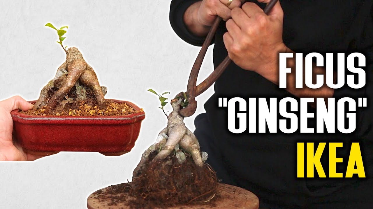 BONSAI Ficus Ikea 2023 - Ficus 