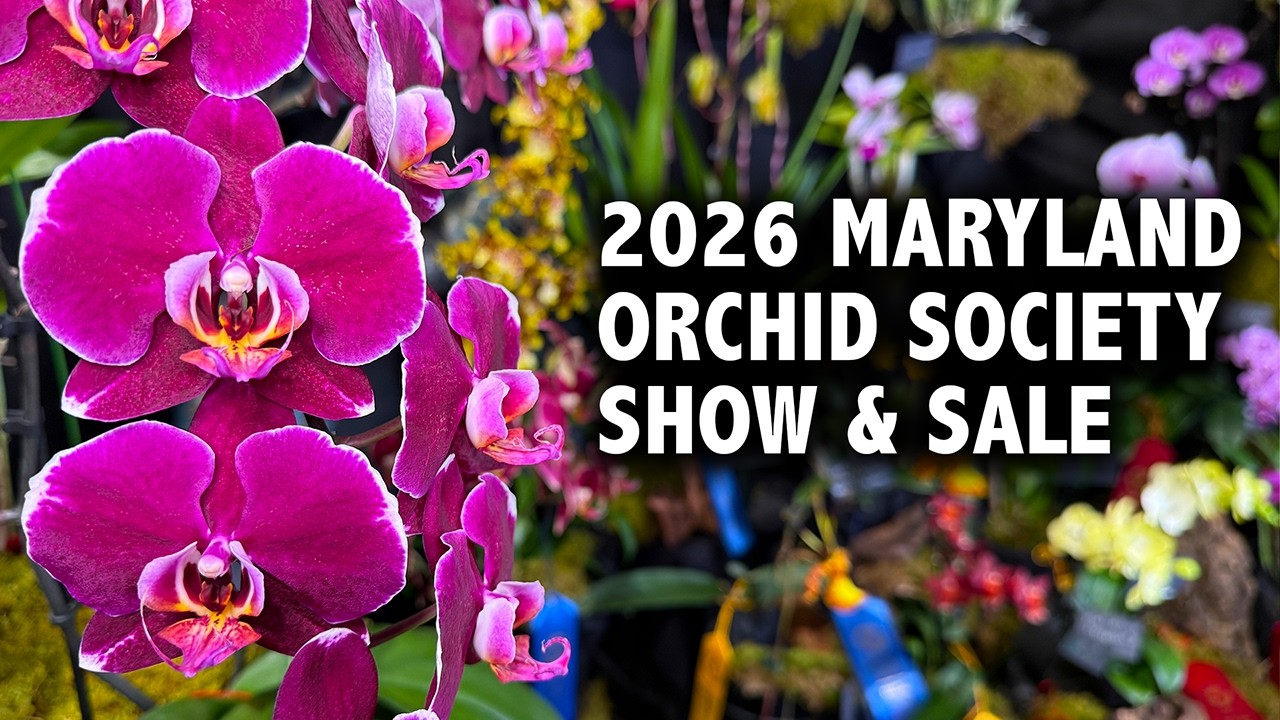 2026 Maryland Orchid Society Show & Sale | World-Class Orchid Vendors & Gorgeous Displays of Flowers