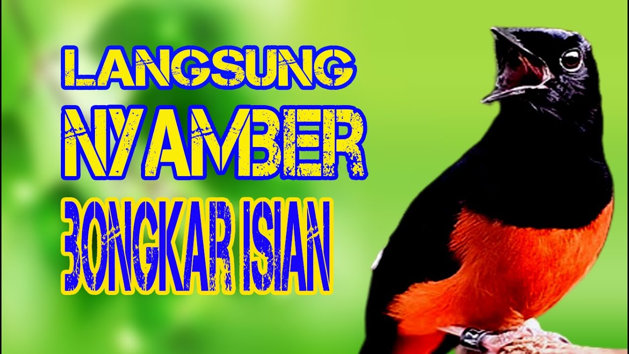 PASTI LANGSUNG NYAMBER!! gak perlu lama MURAI BATU apapun PAGI-SIANG-SORE  jadi EMOSI BONGKAR ISIAN
