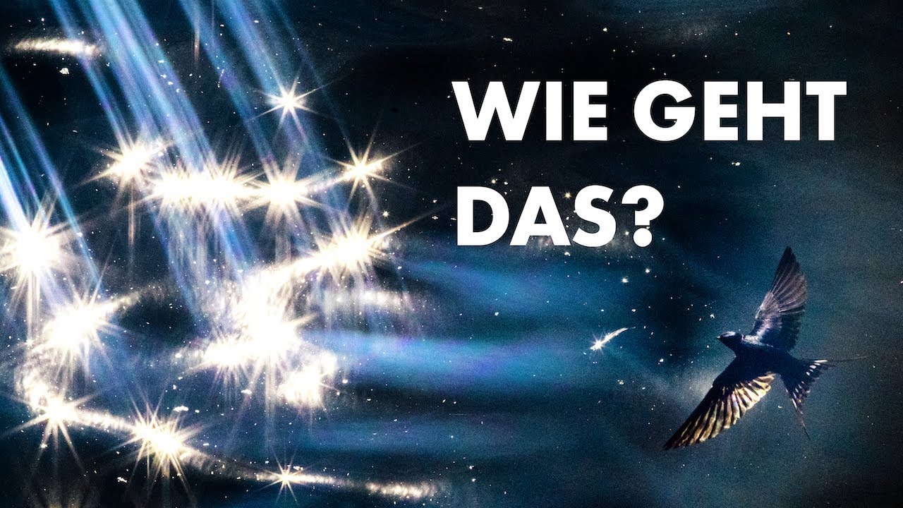 Schwalben im Flug fotografieren