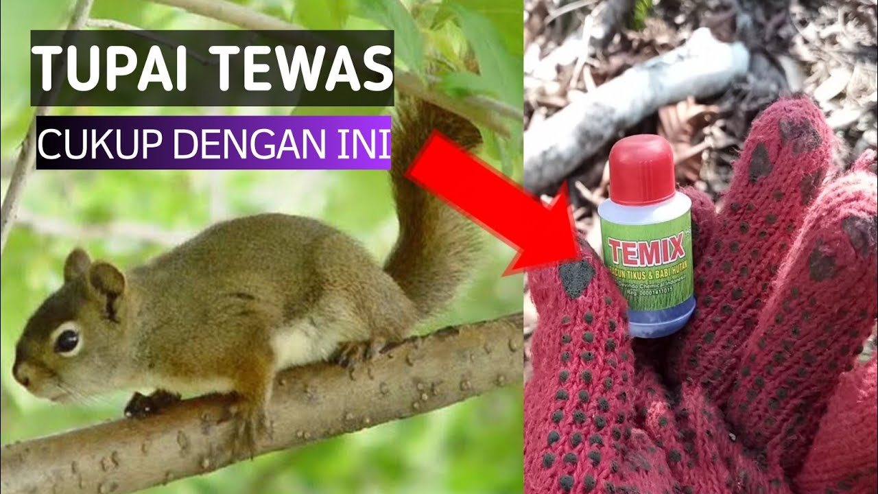 Cara mengatasi hama tupai