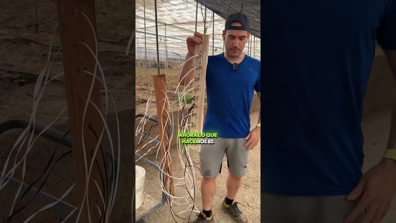C&oacute;mo hacer un entutorado de pimiento de forma correcta #agricultura #agro
