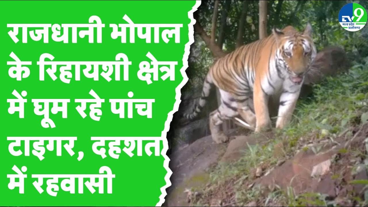 Bhopal Tiger Movent: भोपाल के इलाकों में खुलेआम घूम रहे 5 बाघ, सामने आए 3 वीडियो
