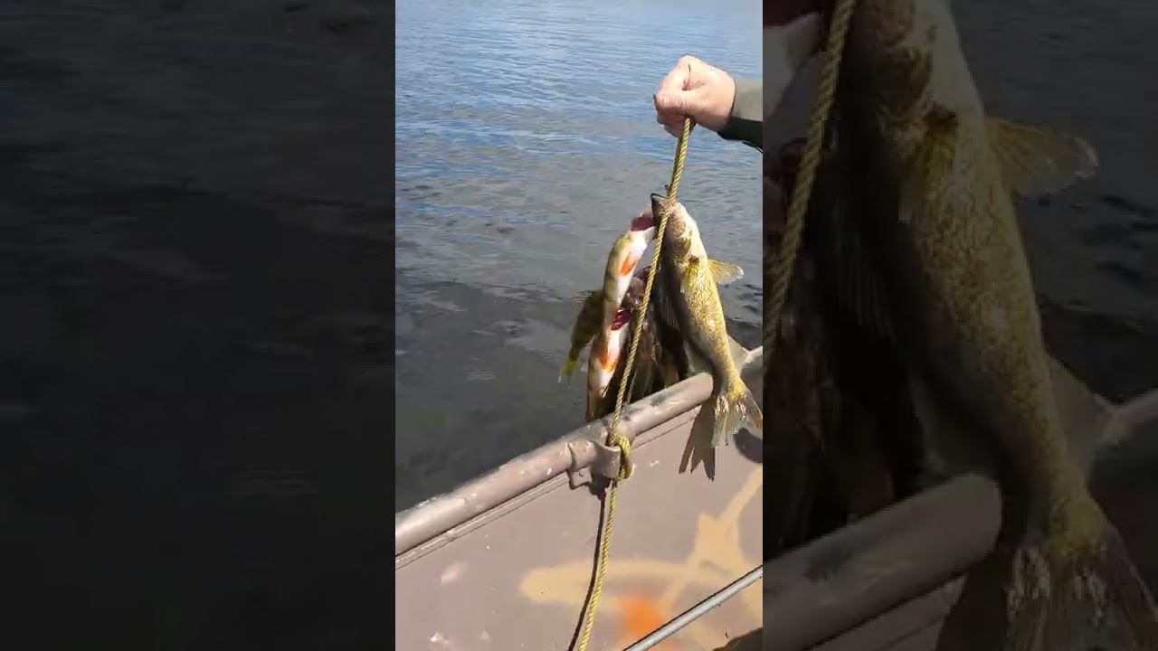 @walleye 2 limits..and four perch with miss lisa my love 💓