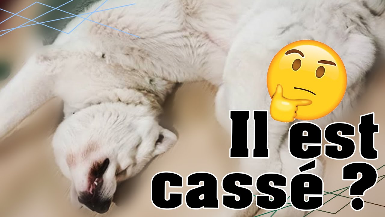 5 CHOSES sur mon CHIEN ! (Ghost : akita americain)