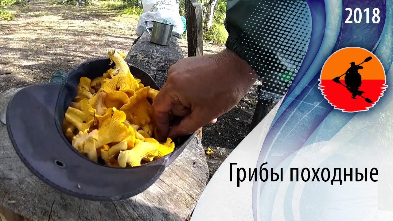 #Грибы походные | Как я собирал и готовил грибы в Карелии | Приключения на байдарке